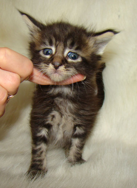     Catsvill County!   !    !       !!!    Catsvill County +7-926-544-74-09     .   ,   ,   ,    ,   ,  ,     ,   -,    ,   !